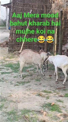 Funny Bakri Comedy 😂 | Desi Goat Funny Moments