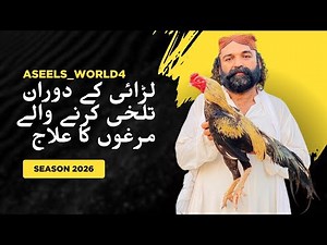 لڑائی کے دوران تلخی کرنے والے مرغوں کا علاج بقول استاد اقبال آف پنوں خیل گروپ میانوالی