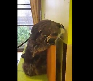 Here’s a look at our binturong Kevin exploring the Wild Encounters room. His keeper is helping him get more comfortable with the harness so he can be featured in future sessions! | Bronx Zoo