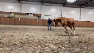 Equi Global Therapy Biomechanic's balancing lunging after Osteopathy handling ⚙️⚖️☯️✨ #equiglobaltherapy #biomechanics #equibiomechanic #horsebiomechanics #equestrian #biomechanics #equibiomechanic #horsebiomechanics | Farouk Ifrene