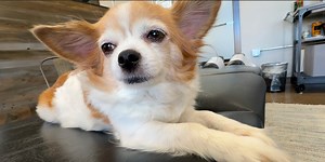 Employee of the Month: Connie the Chihuahua greets patients, holds title for 115 straight months
