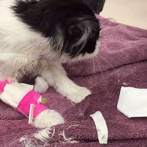 Why you DON'T use #dog flea and tick medication on #cats! Super toxic #pyrethrins #toxicity ASPCA Animal Poison Control Center | VETgirl