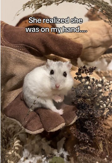 Understanding Dwarf Hamster Behavior and Care