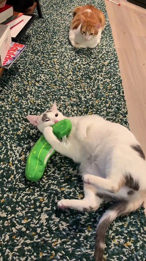 RIP Pickle Rick #cattoys #catenrichment #gandalfthecat #cutecat #fyp