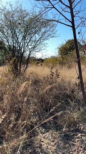 The Joy of Lions: Heartwarming Moments with Humans