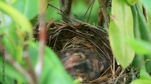 Newborn Cardinal birds being feed by their father in the birds nest in a green bush.