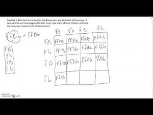 How do I work Genetics problems? Part 2: Two Trait Cross - Dihybrid