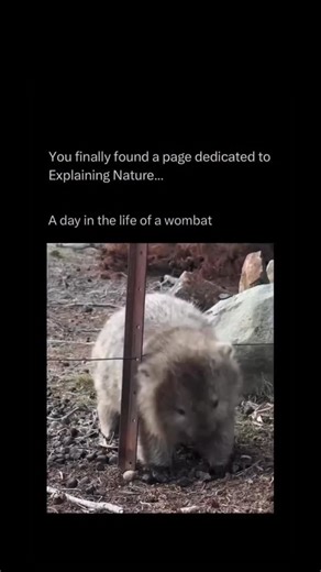 EXPLAINING_ERA... on Instagram: "Wombats are sturdy, burrowing marsupials native to Australia, known for their short legs, compact bodies, and strong claws used for digging. They are herbivores that feed mainly on grasses, roots, and bark, and they have an extremely slow metabolism, allowing them to survive on tough, low-nutrient plants. Wombats live in extensive tunnel systems they dig themselves and are mostly nocturnal, emerging at night to feed. One of their most unique traits is that they p