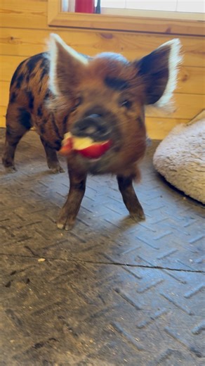 Harlene Rita should level up her Apple 🍎 dash! Running towards open areas is key | Arthur's Acres Animal Sanctuary