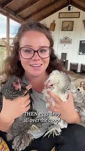 My chickens require regular fluffy butt trims. #Shorts #simplychickensofficial