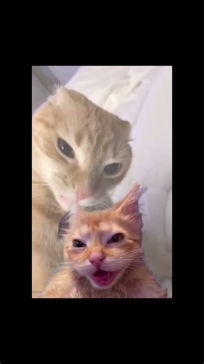 Another cat edit because why not #edit #cat #cats #funny #shorts #editing #capcut