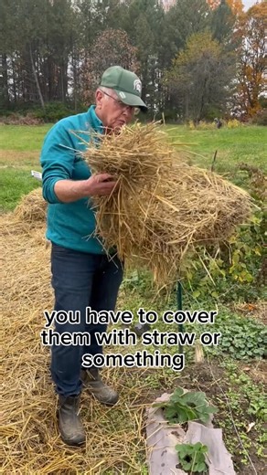 How To Overwinter Strawberries trawberriesgarden gardening101 organicgardening vegetablegarden homestead Farmer Dean1 | Farmer Dean