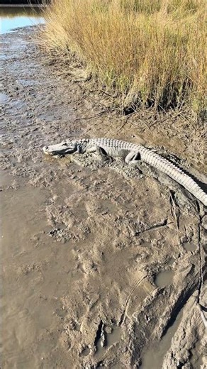 Cold starting an alligator.