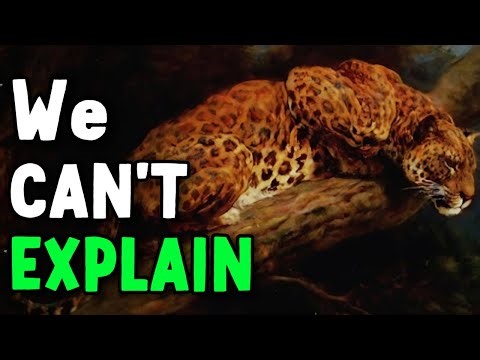 This Extinct Leopard FOUGHT Lions