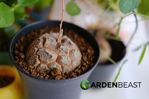 Dioscorea Elephantipes Guide: How to Grow & Care for "Elephant’s Foot"