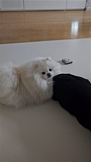 오늘도 애교떠는 마스랍니다#shorts#포메라니안#크림#애교쟁이