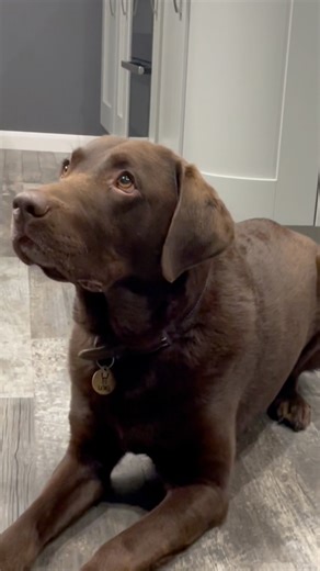 3.5K views · 27 reactions | “The Chip Challenge!!” Join me in my toughest challenge to date!!! Choosing between two chips is looking choosing between Mum or Dad - IMPOSSIBLE!!  Watch the levels of concentration needed to decide which one to eat first - I nearly short circuited!! 藍 #senseiLoki #chocolatelabrador #dogloversuk #doghumour #chipchallenge | Sensei Loki | Facebook