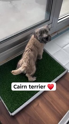 Cairn terrier ❤️ #cairnterrier | cairn lover