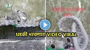 शिकारीसाठी महाकाय अजगर कालव्यात शिरला अन् झाला गेम; पाण्यात गुदरमला अन्…; धडकी भरवणारा VIDEO VIRAL