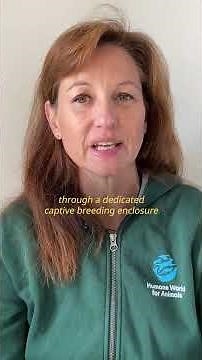 Watch vultures be released back into the wild