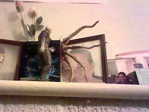 Trilobite vs engineer