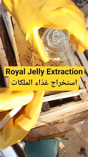 Royal Jelly Extraction استخراج غذاء الملكات