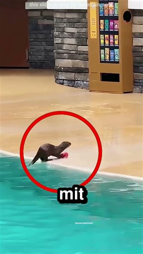 Dieser Otter putzt den Pool 🦦 💧
