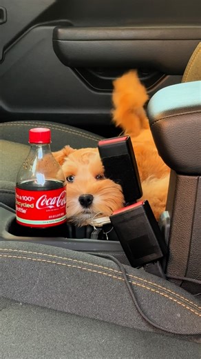 Cayenne is being exceptionally well-behaved. He is waiting patiently for me to get in the vehicle after his vet visit and pumping some gas . He is eager to go home 🐾💙🐾 | Stein Miniature Schnauzers
