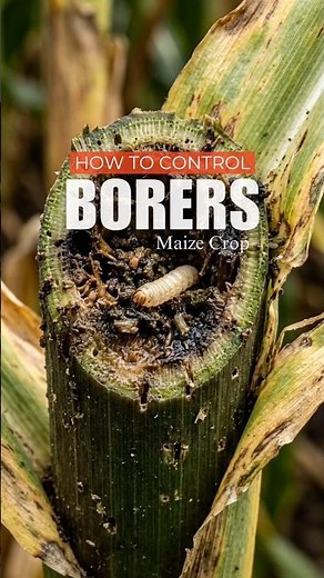 200 Years Pest Control Technique || Control Borers In Maize By Sand #organicfarming
