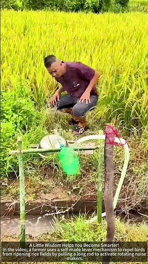Rice ripening season. Lever principle: homemade bird repellent tool