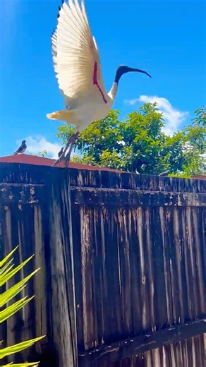 Bin chicken white ibis #australia #birds #ibis #shorts