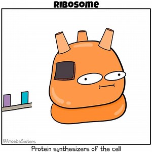 Let's hear it for those tireless ribosomes! #science #biology | The Amoeba Sisters