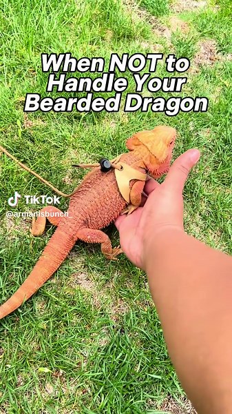 When Not to Handle a Bearded Dragon: 4 Times to Avoid