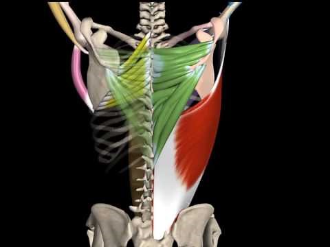 Teres Major Muscle | Actions | Origin & Insertion