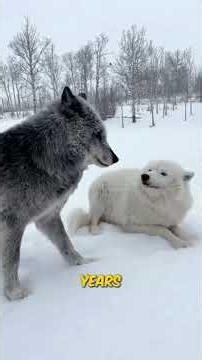 The Secret Truth About Wolf Packs No One Tells You 🐺