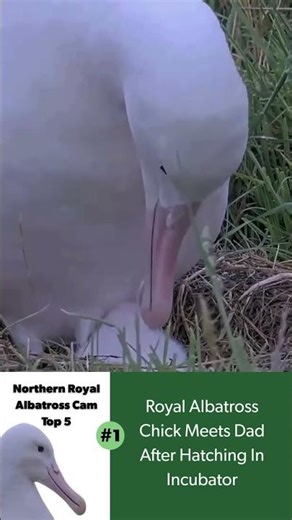 Royal Albatross Cam Top 5 in 2025: Chick Meets Dad After Hatching In Incubator