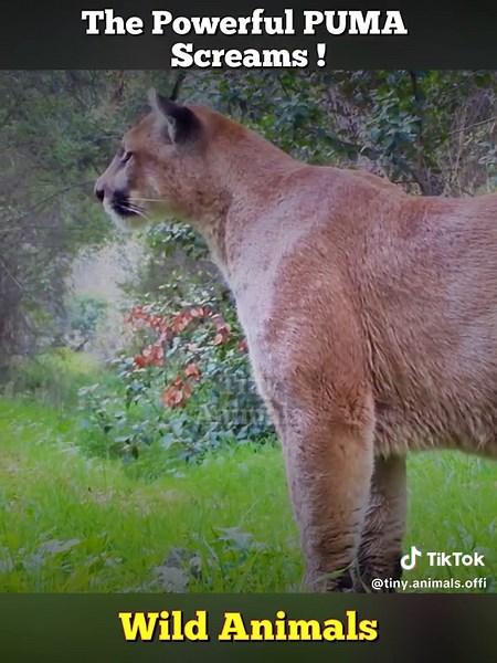 Puma's powerful Screams #scream #puma #tiktokdogs #puppy #dogsoftiktok #petdog #viral #nyc #lovepetsusa #elk #wildanimals #animal #animals #foryou #animalworld #fyp #movies #hunting