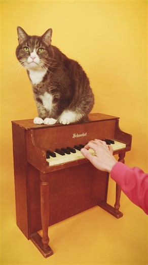 Wii Would Like to Play ___ #stylophone #miichannelmusic #wiimii #wiimusic