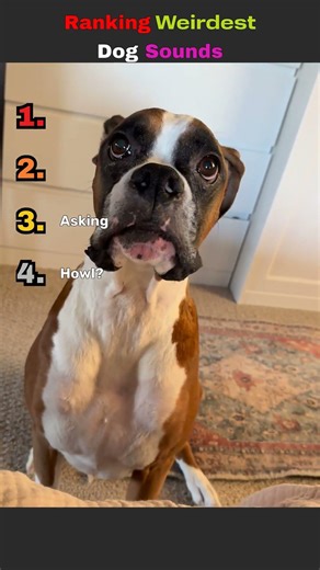 Ranking Weirdest Dog Sounds