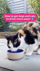 27K views · 155 reactions | Just like us, pets need to stay hydrated in the warm weather ☀️ PDSA Vet Nurse Rachel (along with some furry friends!) shares tips ahead of this week's heatwave to get your pets to drink more water  [Visual description: Vet nurse Rachel is talking to camera at a PDSA Pet Hospital. There are various clips of pets eating and drinking, including a ginger poodle cross dog, a black and white cat, and two tortoiseshell cats.] | PDSA | Facebook