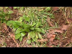 Sorrel in February - UK Wild Food