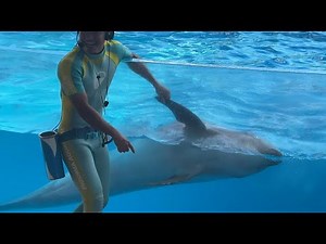 新江ノ島水族館 えのすい イルカショー "Wave ～きみの波になりたい～" ※2024.08.10 15:30 / Enoshima Aquarium Dolphin Show