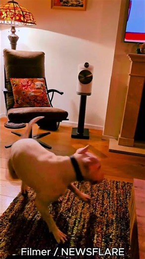 Muppet Madness: Bull Terrier Named Barry Spins with Excitement Watching The Muppet Show