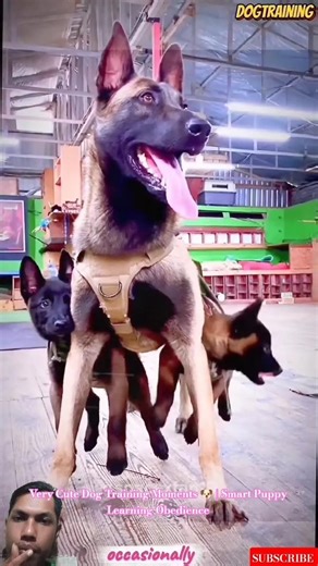 Very Cute Dog Training Moments 🐶 | Smart Puppy Learning Obedience #germanshepherd #malinois #cutedog