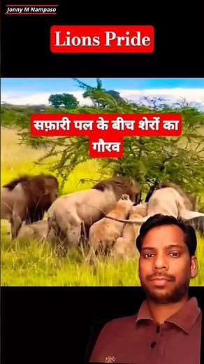👀Wild lion pride documentary |😱Lions on safari |🦁African lion pride #lion #wildlife #shortsfeed