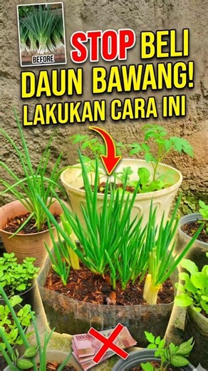RAHASIA Menanam Daun Bawang Super Subur di Rumah 🌱 Cepat Panen & Anti Gagal untuk Pemula! #bawang