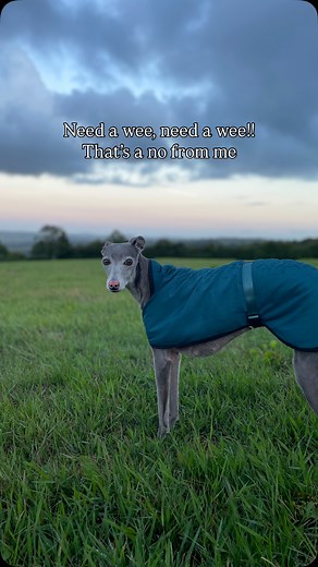 Instant regret 😂 Pestered me for ten minutes even though I knew she wouldn’t go out in it 🌧️😂 A great advert showing exactly why Sighthounds need coats 🤣 @thetrendywhippet • • • • #TheTrendyWhippet #whippetstyle #dogfashion #dogapparelbrand #whippetwear #sighthoundstyle #stylishhound #houndstyle #sighthoundsoftheworld #whippetwardrobe #TrendyWhippets #ukpetbrand #saluki #galgo #dogsofinstagram #whippetsofinstagram #italiangreyhound #greyhound #lurcher | The Trendy Whippet