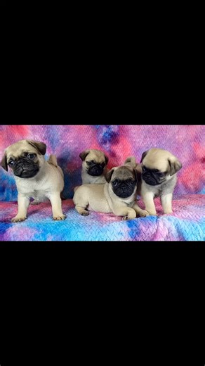2.6K views · 264 reactions | Brothers #pugpuppies | Pug Mugs | Facebook