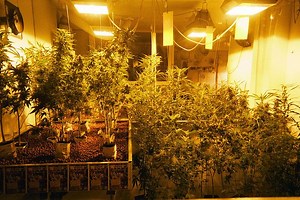 Hash Marihuana & Hemp Museum in Amsterdam, Netherlands