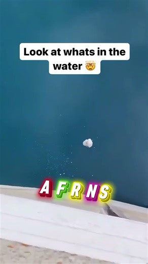 Giant Anaconda Jumps From River 🐍🌊 | Jungle Loop#animation #shorts #shortvideo